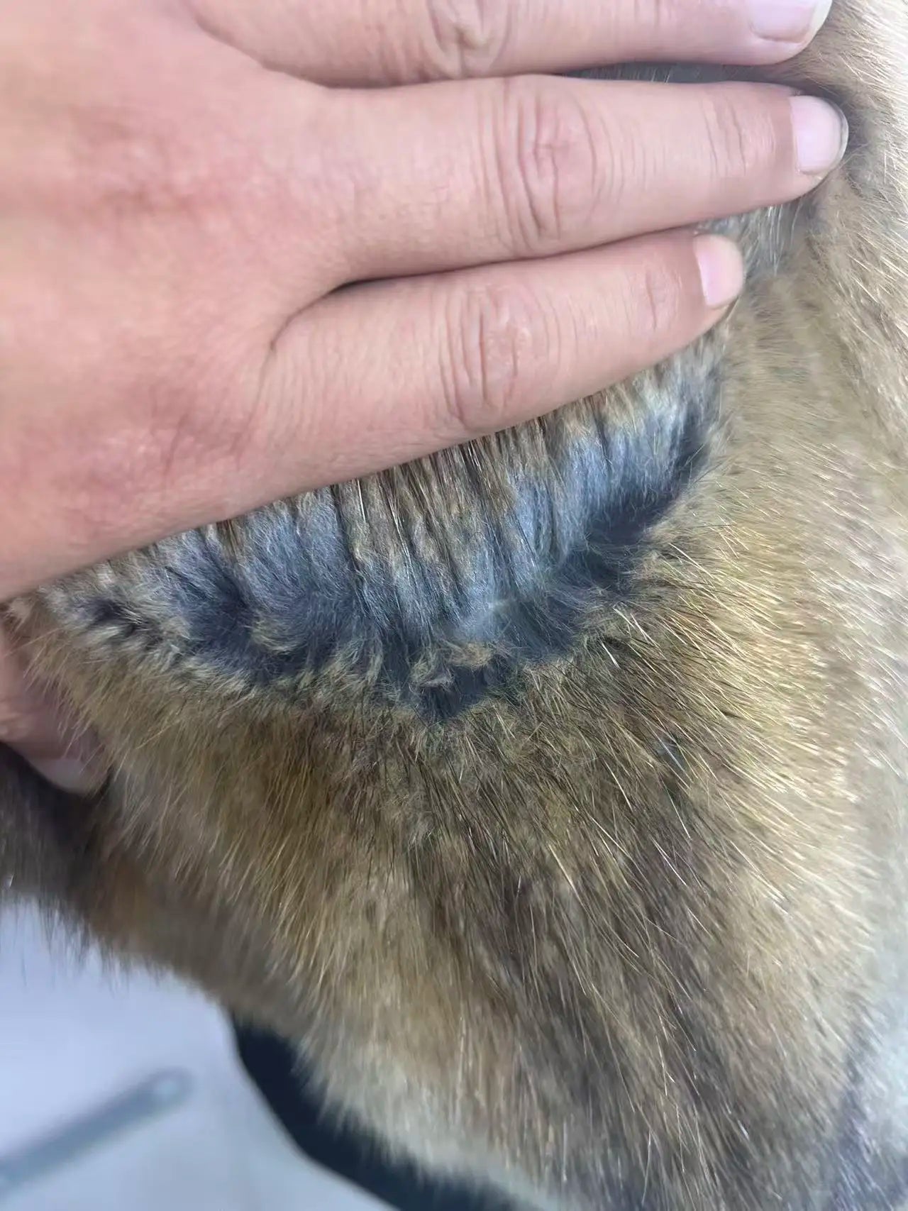 New Women Real Natural Musk Rat Fur Coat High Quality Genuine Winter Luxury Female Jacket Outerwear Long Sleeves